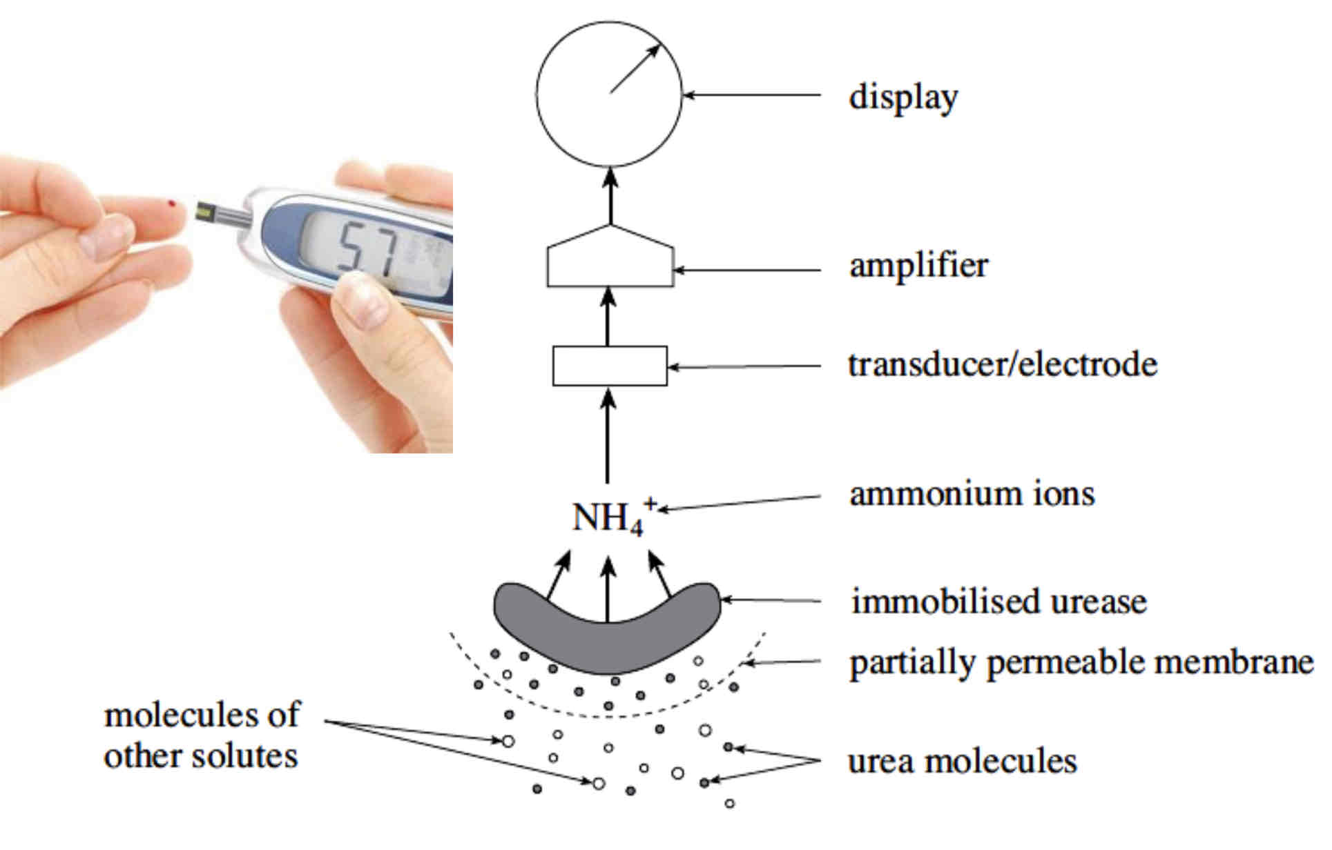 <p>The biosensor above detects <strong>urea molecules. </strong>Small urea molecules <strong>diffuse</strong> across the <strong>partially permeable membrane </strong>and form <strong>enzyme-substrate complexes</strong> with immobilised urease.</p><p>The more Urea, the more ammonium ions produced/ relationship is directly proportional.</p><p>The <strong>product</strong> formed is ammonium ions (this is the chemical change); the <strong>transducer</strong> converts this into an <strong>electrical signal. </strong>The signal is <strong>amplified</strong> and reading is shown on the <strong>display.</strong></p>