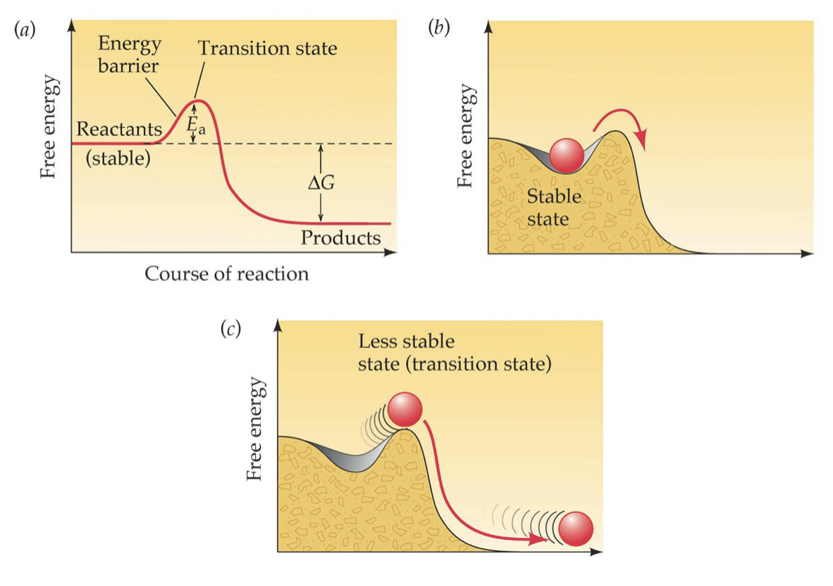 <p>Activation Energy: the amount of energy needed to put molecules into a transition state (less stable state)</p><ul><li><p>Exergonic reactions proceed only after the activation energy is added</p></li></ul>