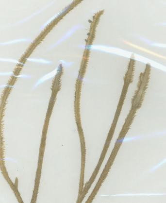 <p>Identify</p>