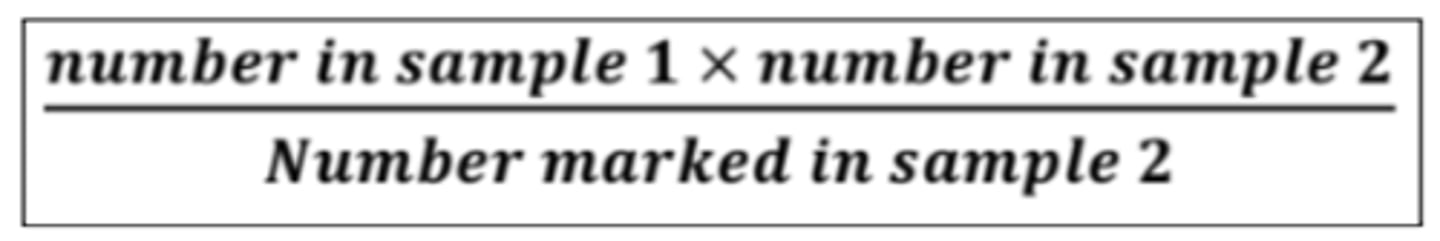 <p>1. <strong>Capture</strong> initial sample of species → appropriate method</p><p>2. <strong>Mark <span style="text-decoration:underline">harmlessly</span></strong> and record number caught → doesnt affect their ability to feed or increase their chance of predation</p><p>3. and <strong>release</strong></p><p>4. Leave <strong>enough time</strong> for organisms to <strong>randomly distribute</strong> before collecting second sample using same method as the first sample</p><p>Time = not too long → births / deaths, immigration / emmigration</p><p>5. Use equation, to estimate population size:</p><p>6. The more this is repeated, the more reliable</p>
