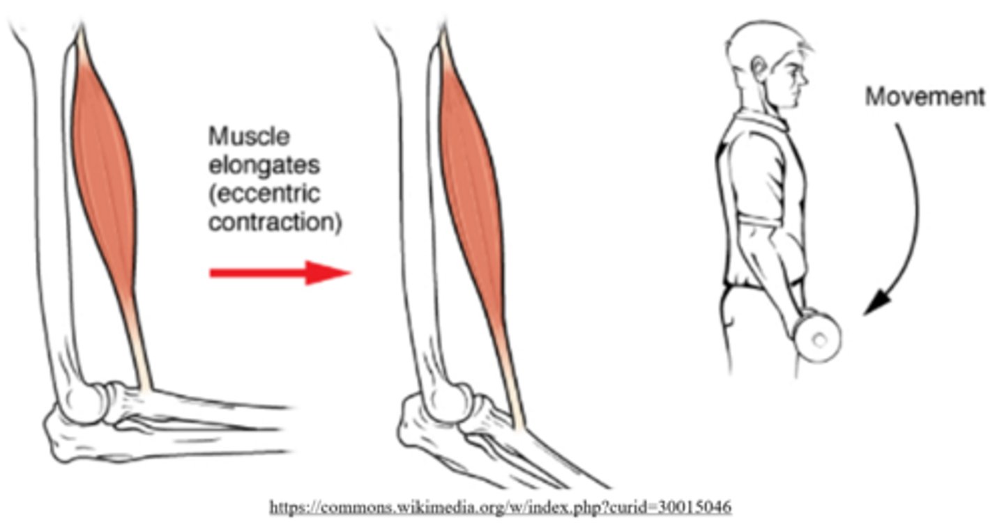 <p>eccentric contractions</p>
