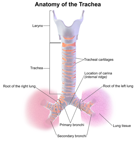 Cartilage is a strong but flexible tissue. The cartilage in the trachea and bronchi form incomplete rings that support the structures while still allowing them to move and flex during breathing.  If cartilage was not present then the trachea and bronchi would collapse inward during exhalation.