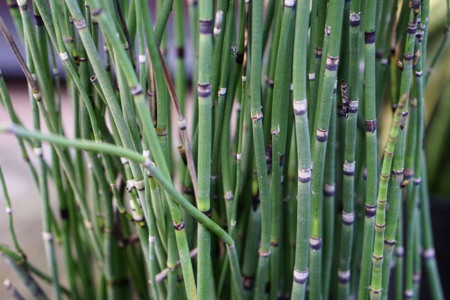 <p>Equisetum</p>