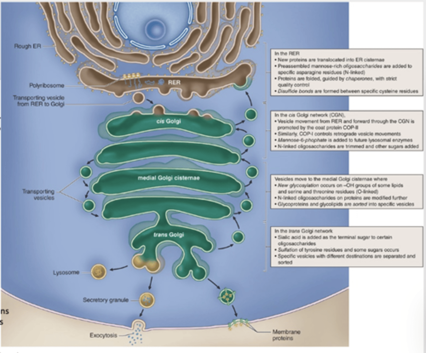 <p>What occurs at the cis face of the Golgi apparatus?</p>