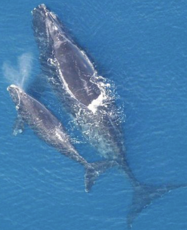 <p>what is the name of this marine mammal </p>