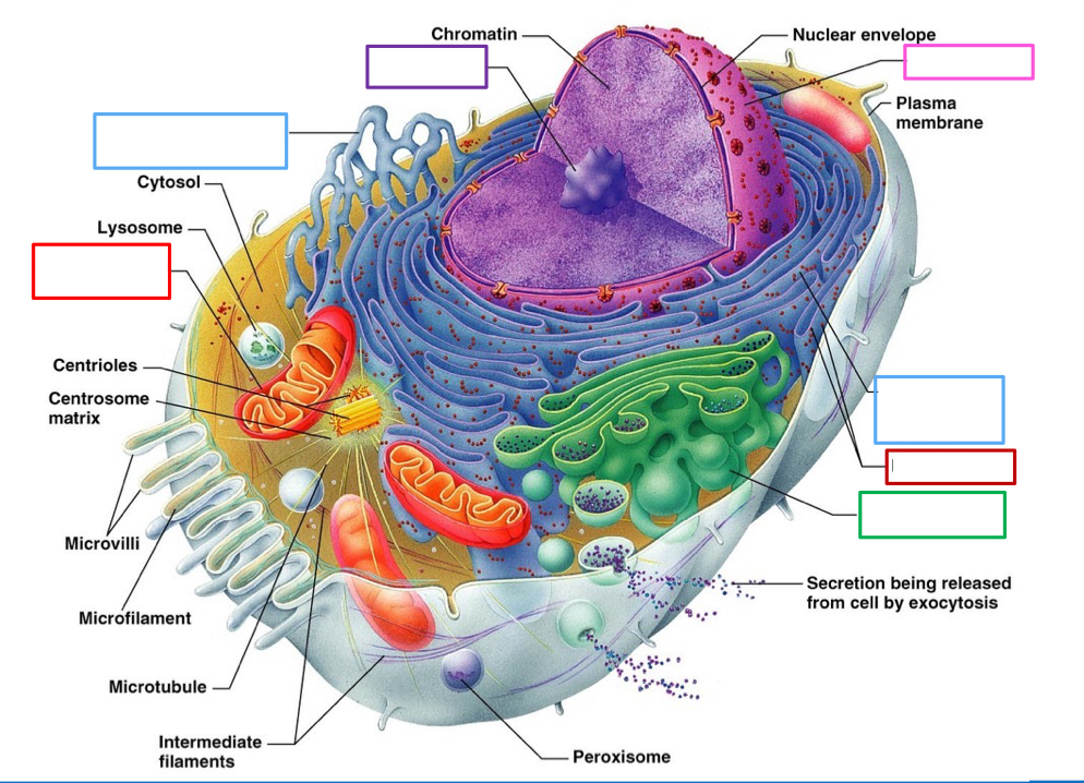 <p>What organelle is the blue box on the right point to and what’s its function</p>