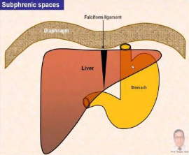 <p>Located between diaphragm and liver on either side of the falciform ligament</p>