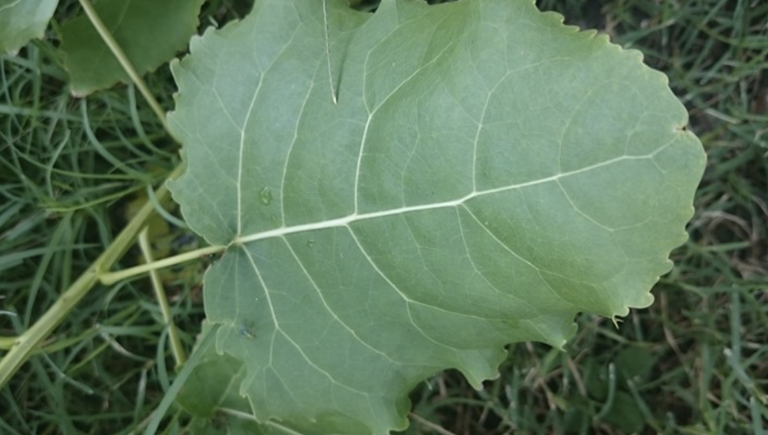 <p><span>Which vein pattern is represented in the leaf?</span></p>