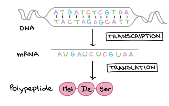 <ul><li><p>transcription</p></li><li><p>translation</p></li><li><p>polypeptide</p></li></ul>