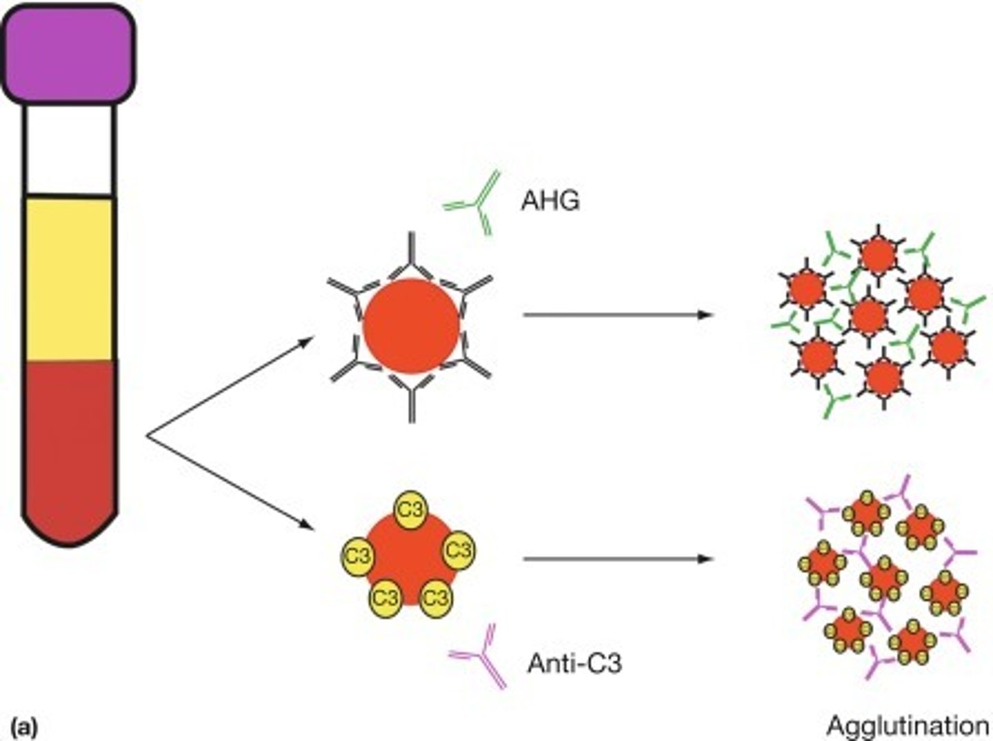 <p>Antibodies binding to multiple antigens</p><p>Inhibits movement of antigen (helps macrophages)</p>