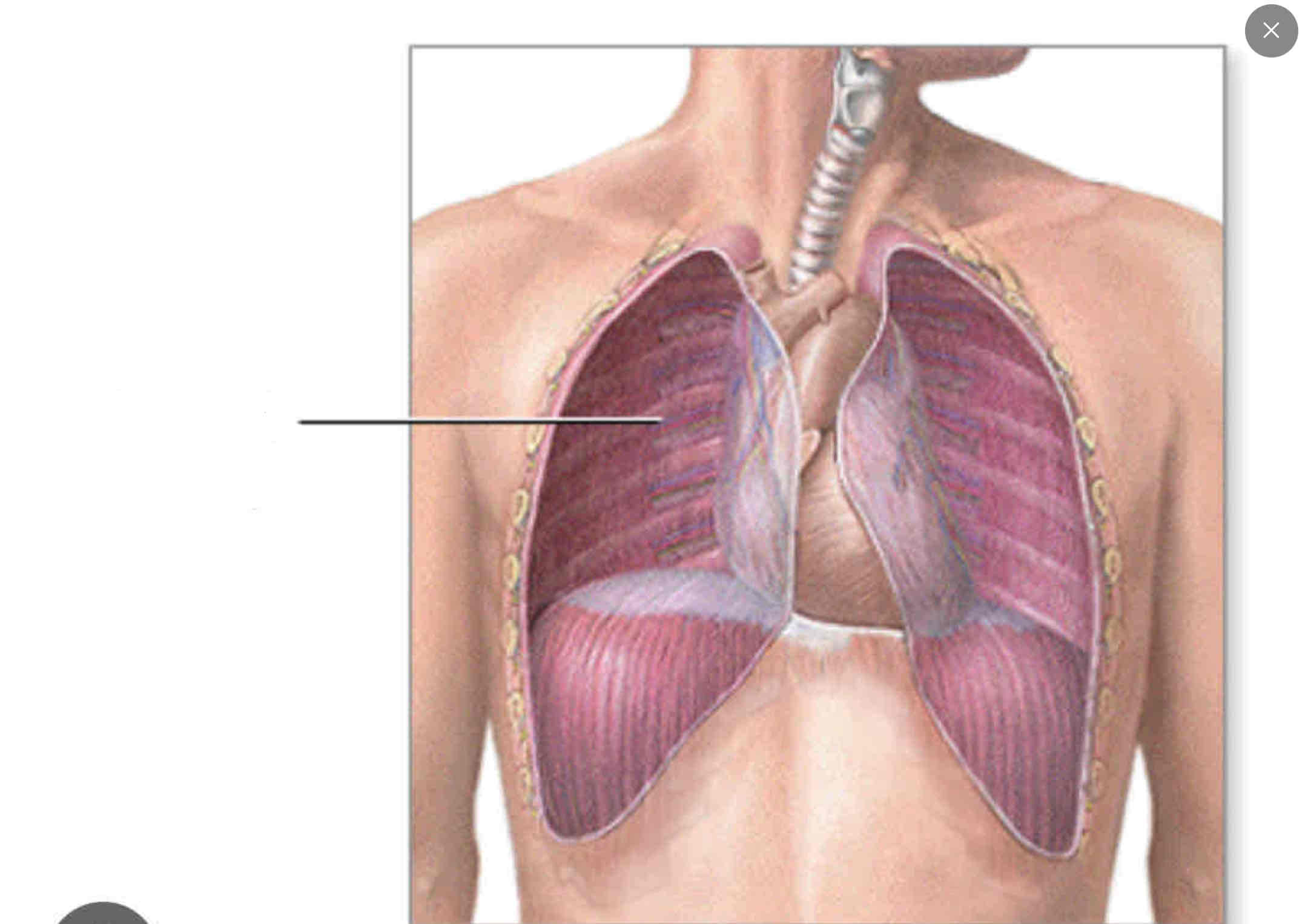 <p><span>Two cavities located on the lateral margins of the thoracic cavity. Contains the left and right lungs.</span></p>