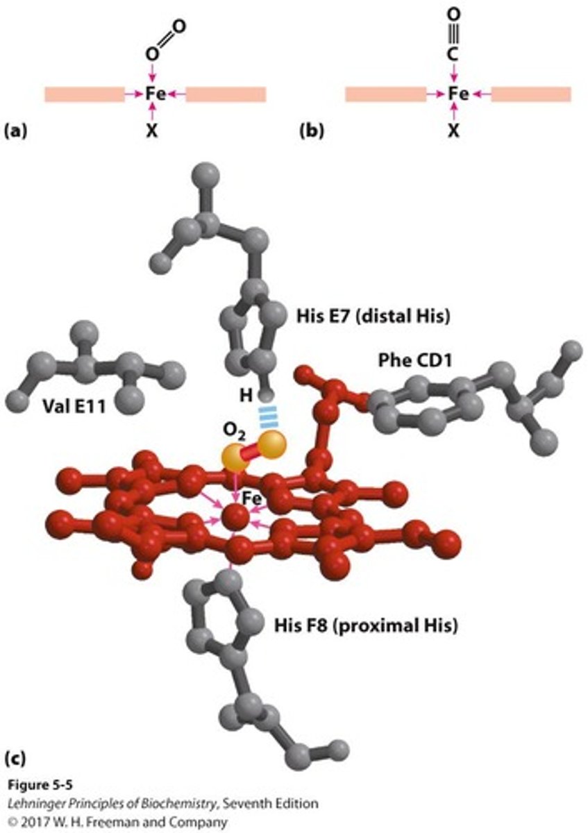<p>- iron interacts w/5-6 ligands -&gt; 4 are the N atoms of the porphyrin and the 5th ligand is donated by the imidazole sides chain (His F8)</p><p>- His F8 -&gt; on the 6th or "F" helix and the 8th residue in the helix</p><p>- when Mb or Hb bind to O2 -&gt; O2 molecules adds to the heme iron as the 6th ligand -&gt; O2 is tilted relative to a perpendicular to the heme plane</p>