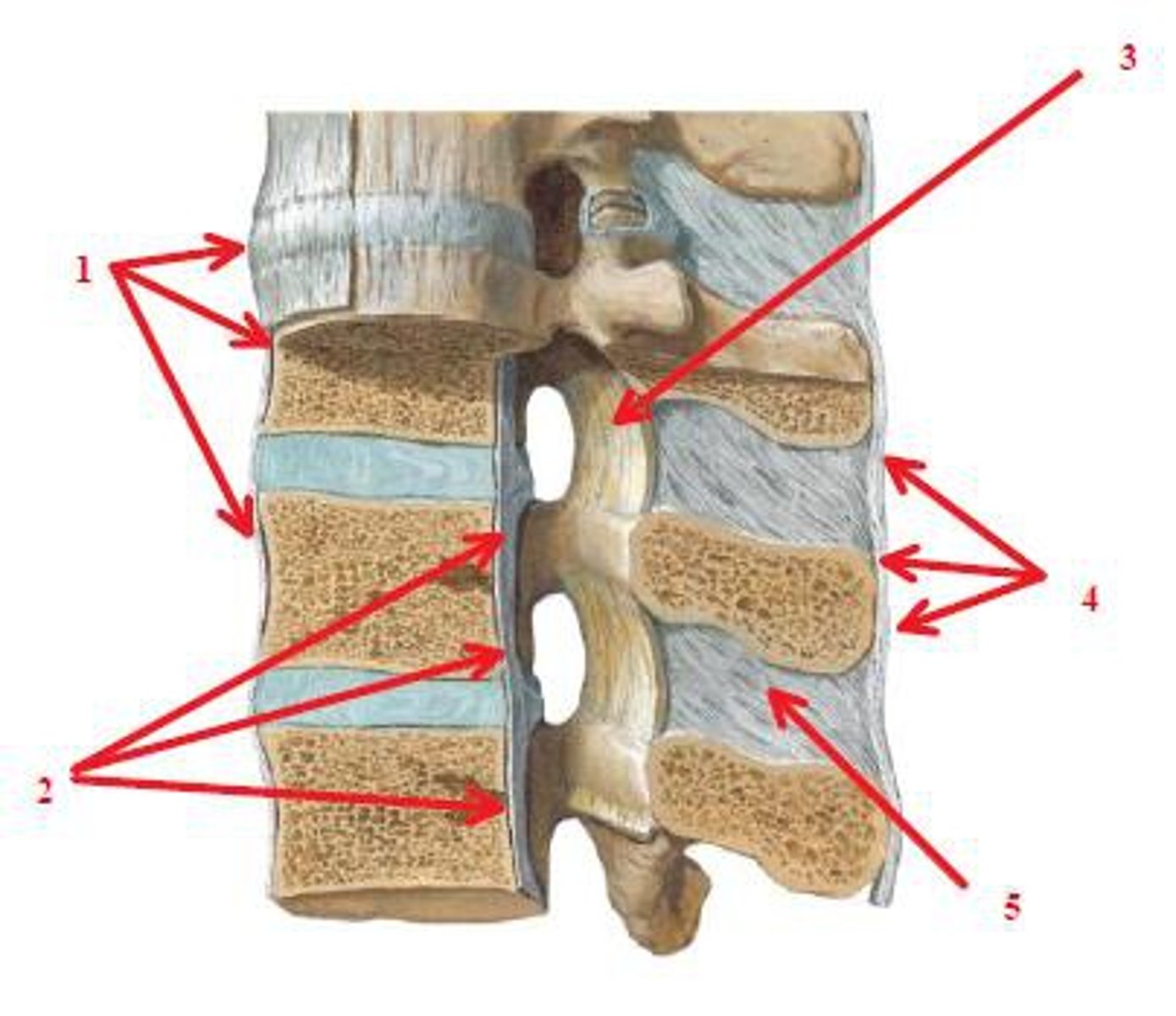 <p>-#3</p><p>-connects the adjacent laminae of the vertebrae</p><p>-forms posterior wall of vertebral canal between vertebrae</p>