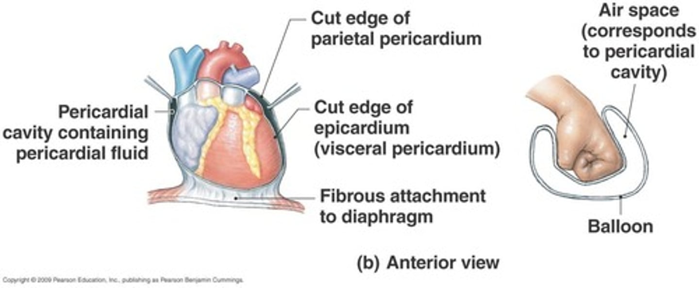 <p>The serous membrane lining the pericardial cavity that surrounds the heart.</p>