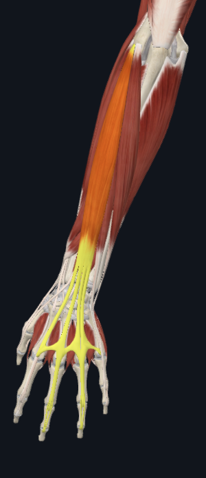 <p>facing back of hand</p>