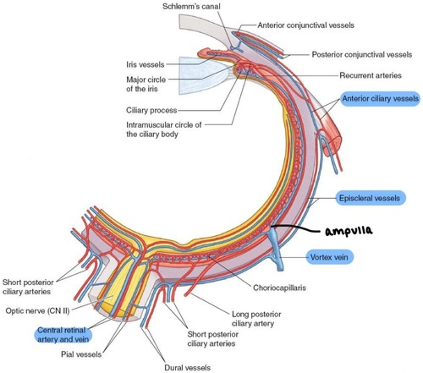 <p>inner <strong>retina</strong></p>