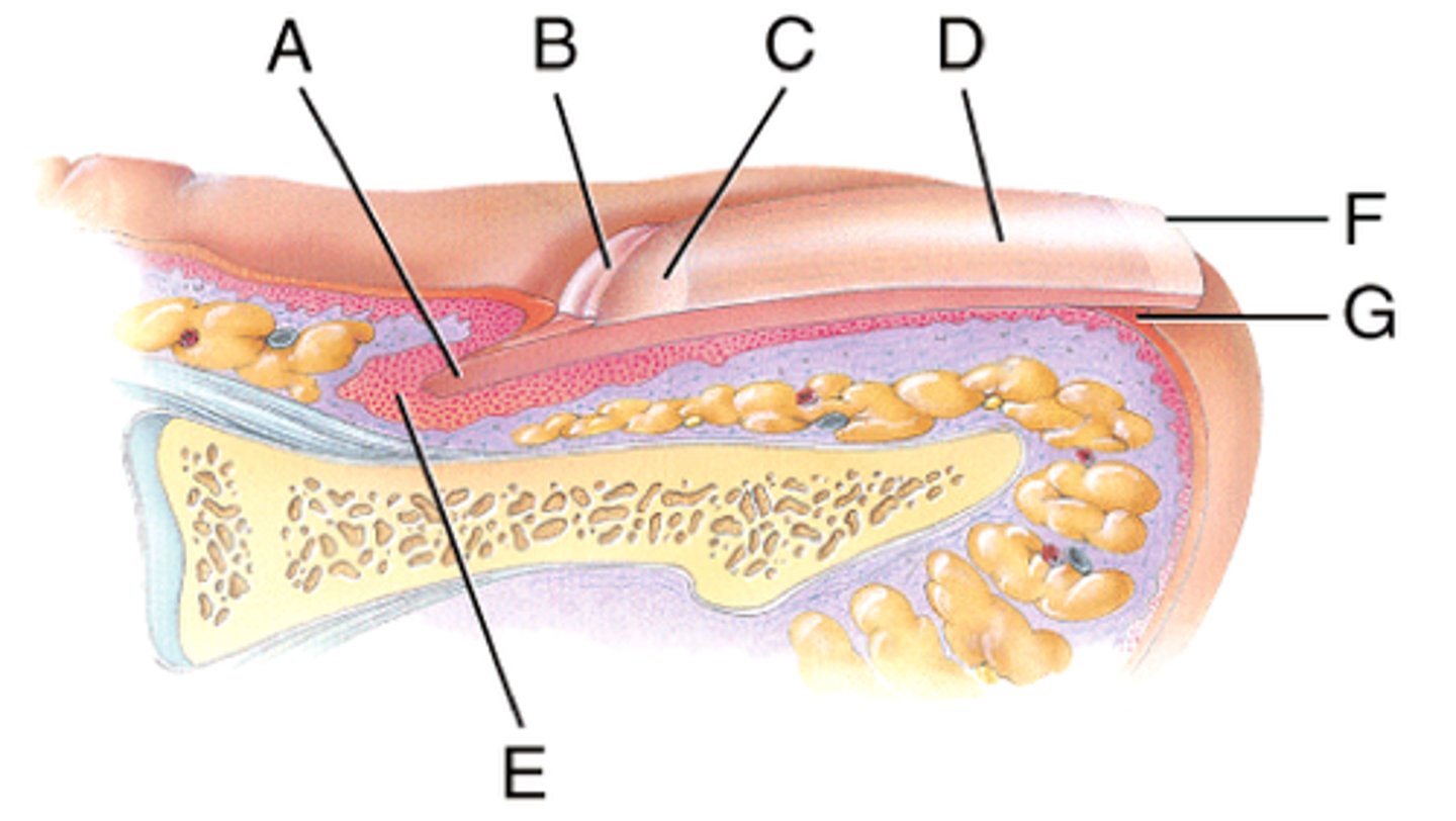 <p>nail root</p><p>E in photo</p>
