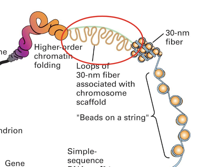 <ul><li><p>organized by non-histone proteins (which play other structural roles)</p></li><li><p>tend to be <strong>gene-rich</strong> because their primary function is to organize the genome in a way to facilitate gene expression</p></li><li><p>1-4Mb in length</p></li></ul><p></p>
