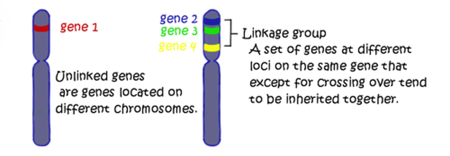 <p>the tendency of DNA sequences that are close together on a chromosome to be inherited together during the meiosis phase of sexual reproduction</p>