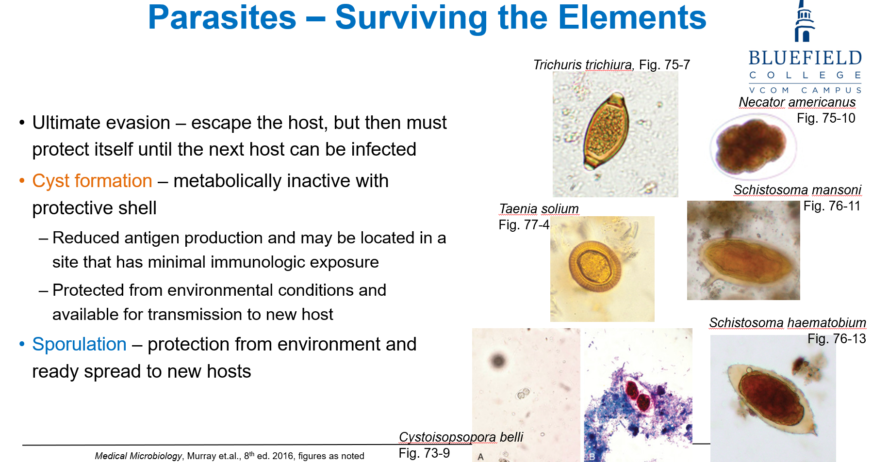 <p>C. Reduces antigen exposure and enables survival in hostile environments<br></p><p><strong>Cyst formation</strong> allows parasites to become <strong>metabolically inactive</strong>, <strong>limit antigen production</strong>, and <strong>resist environmental stress</strong>, aiding <strong>transmission to new hosts</strong>.</p>