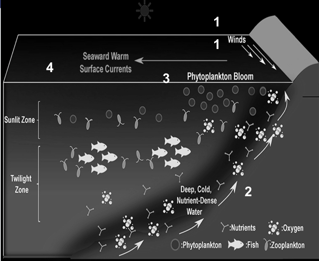 <p>Is a process in which cold nutrient-rich water rises from the bottom of oceans towards the surface of oceans</p><ul><li><p>It is dependent on patterns of ocean and wind currents</p></li></ul><p>Normal nutrient upwelling:</p><ol><li><p>Winds blow across surface waters </p></li><li><p>Allows water below to rise up, bringing nitrate and phosphate to the phytoplankton on the surface</p></li><li><p>Phytoplankton growth is stimulated by the nutrient-rich waters</p></li><li><p>The high primary productivity(rate at which producers accumulate organic materials into their biomass) of phytoplankton supports a biodiverse community of organisms in marine ecosystems </p></li></ol><p></p>