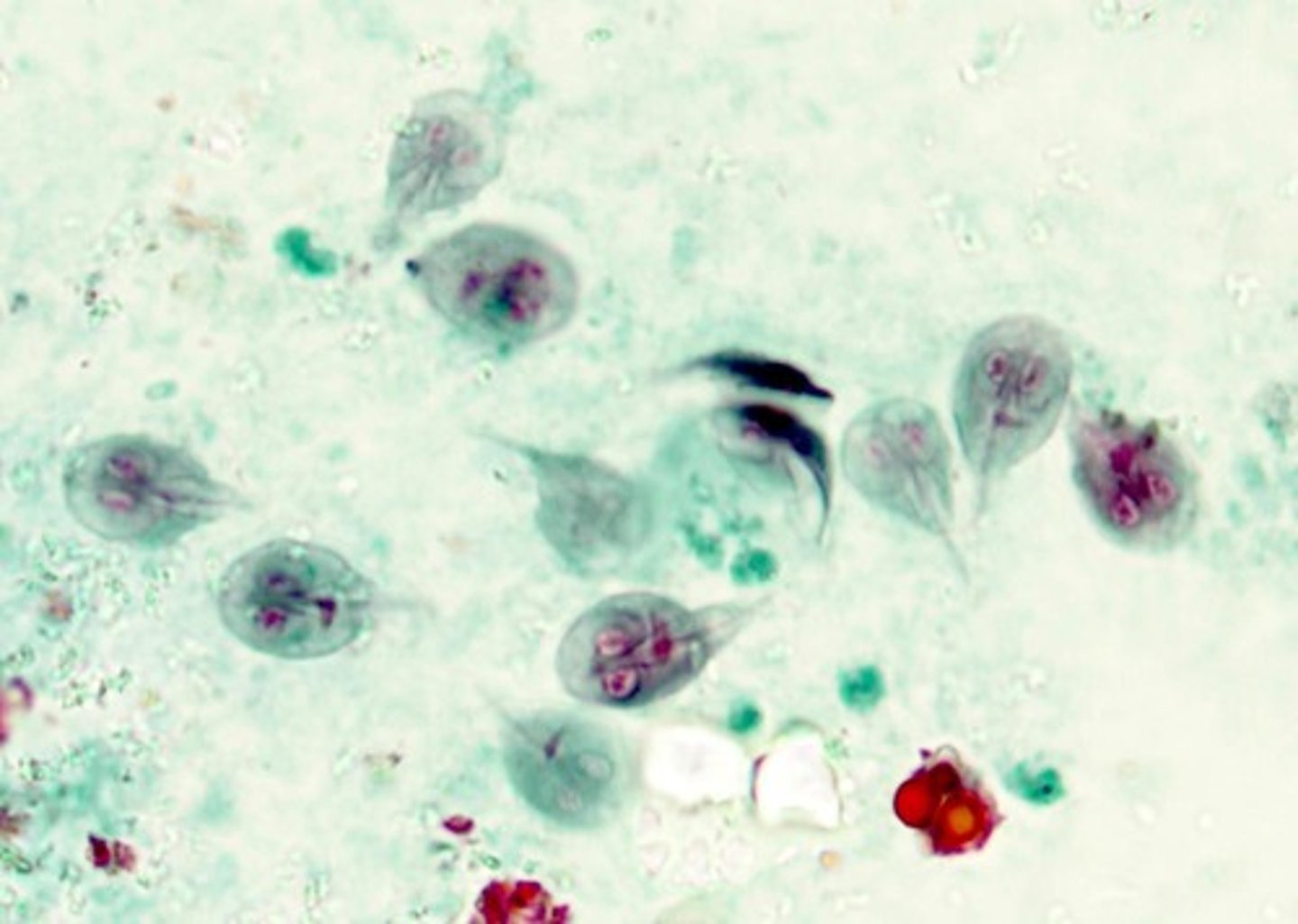 <p>Kite shaped with central axoneme, 2 nuclei, flagella not always visible.</p>