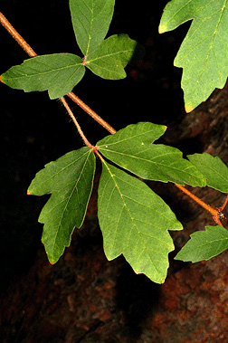 <p>Whose leaf is this? </p>