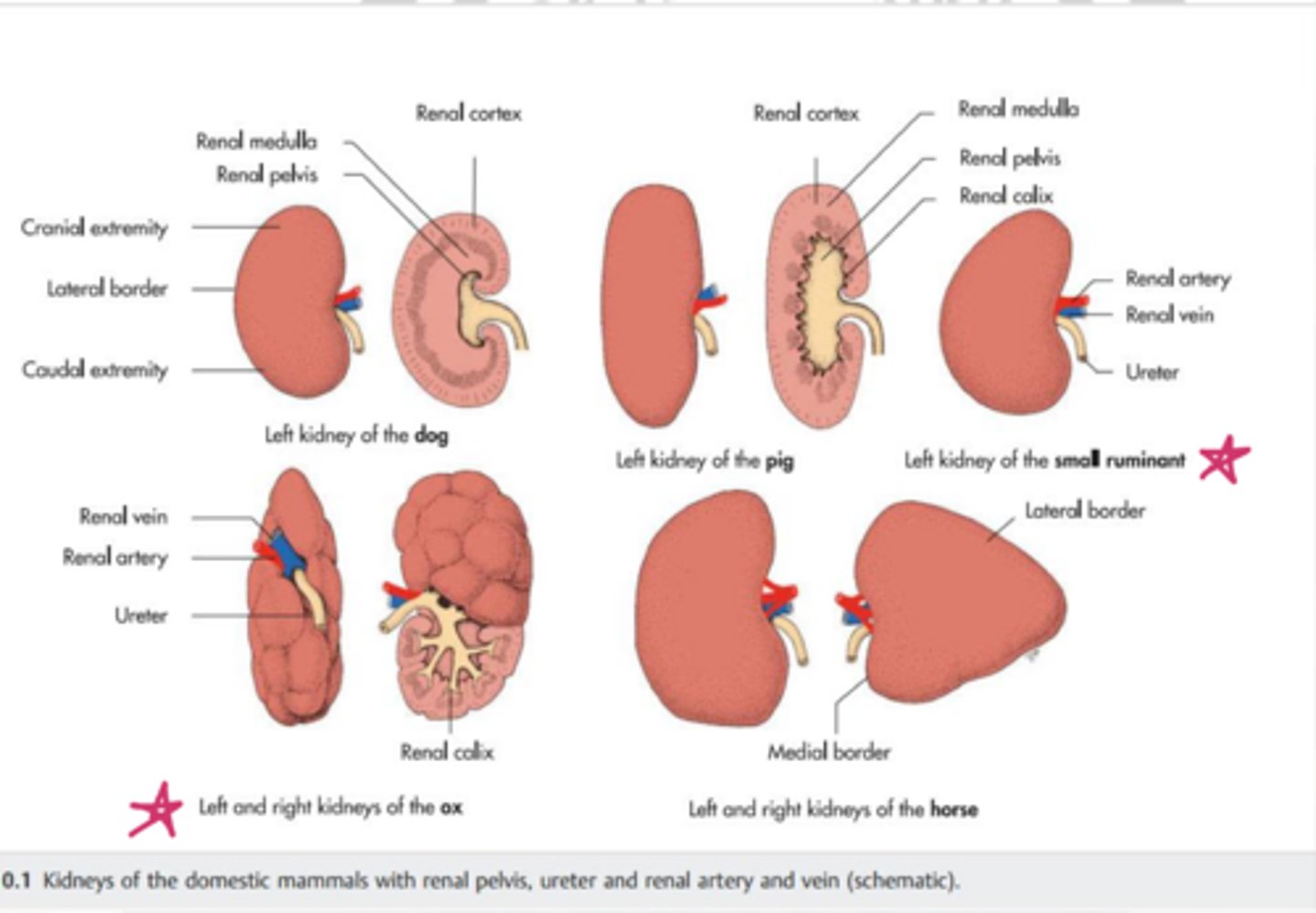 <p>what structures are involved with the renal hilus</p>