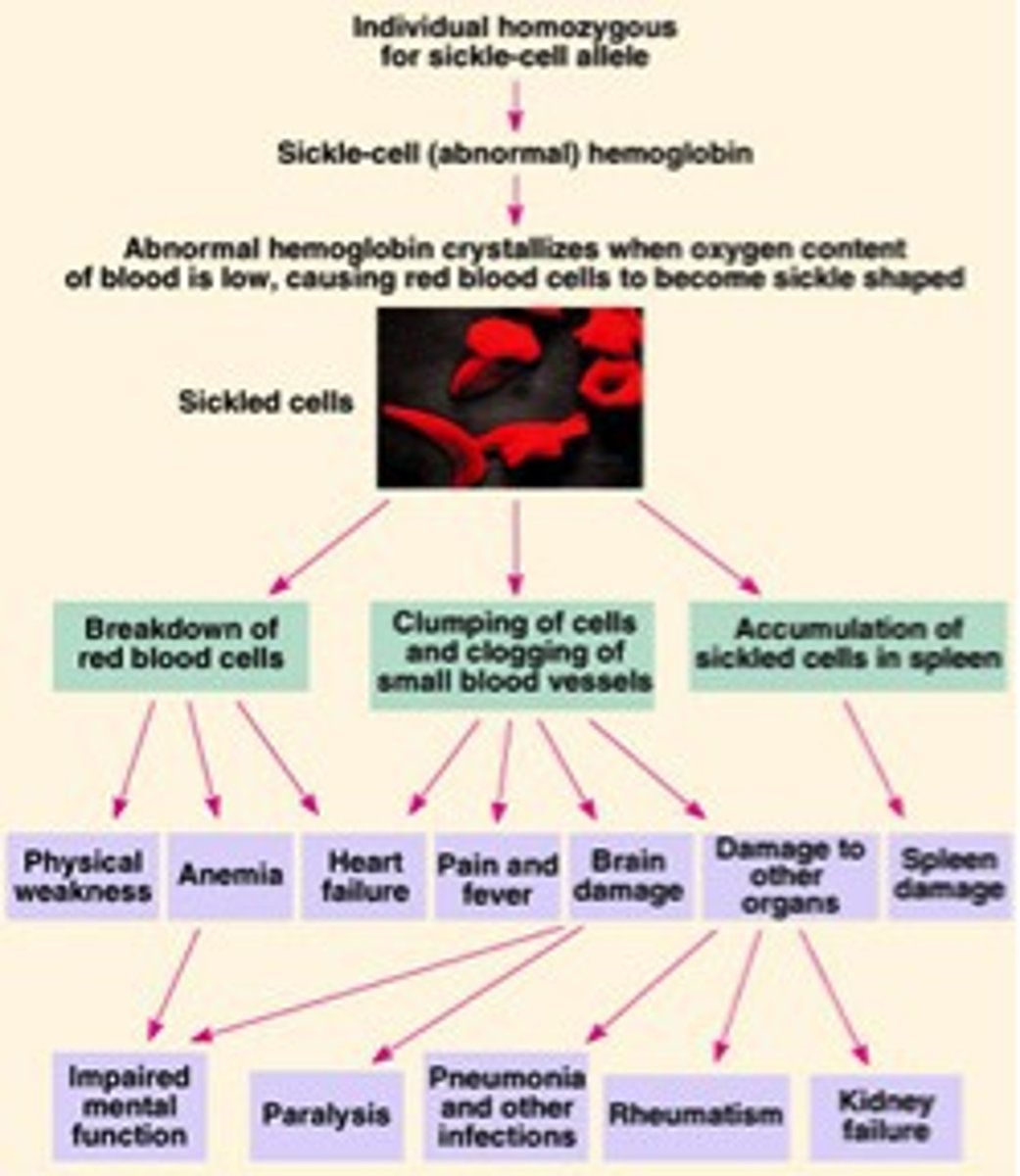<p>The ability of a single gene to have multiple effects.</p>