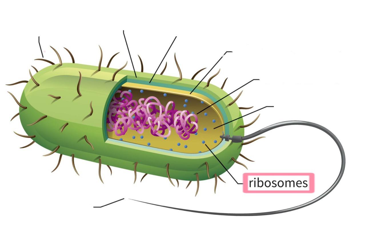<p>Ribosomes</p>