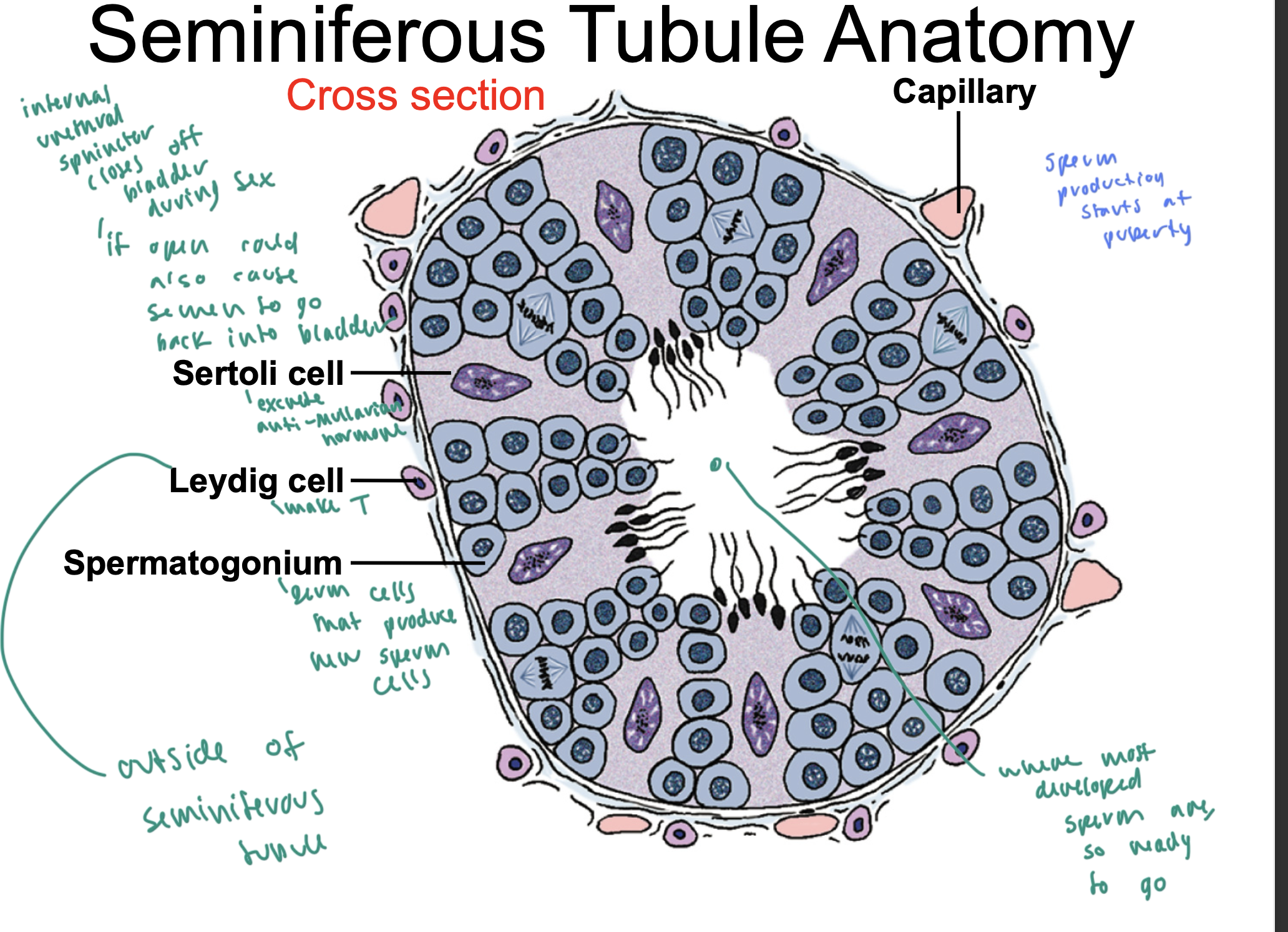 <p>middle of the tubule</p>