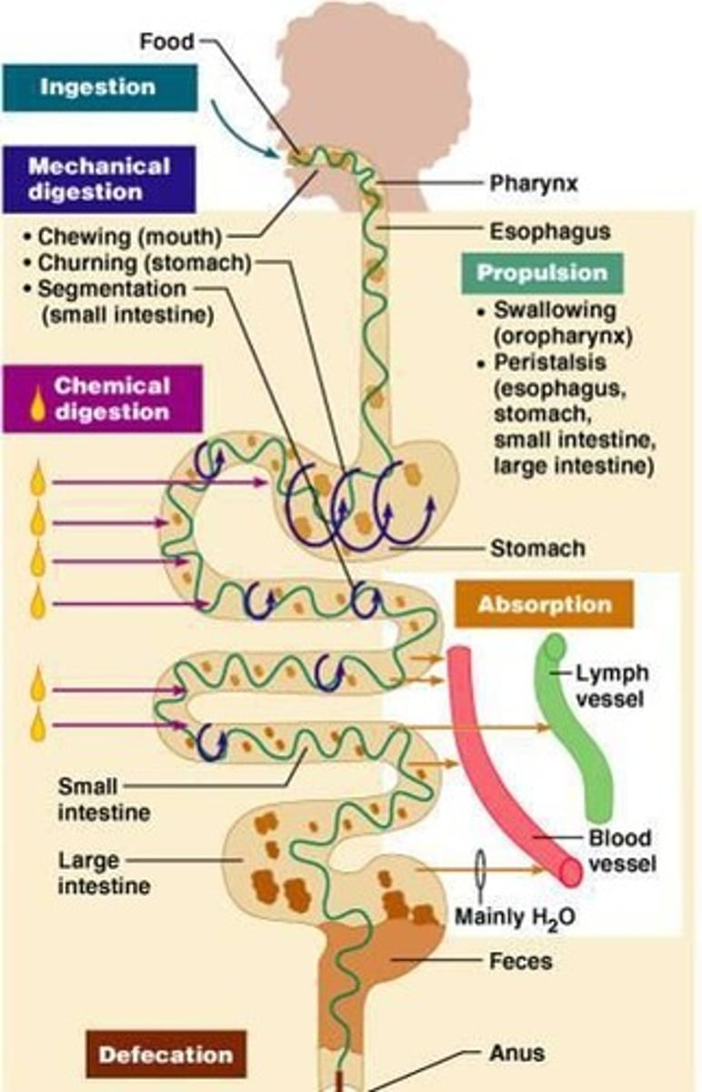 <p>Physical breakdown of food into smaller pieces.</p>