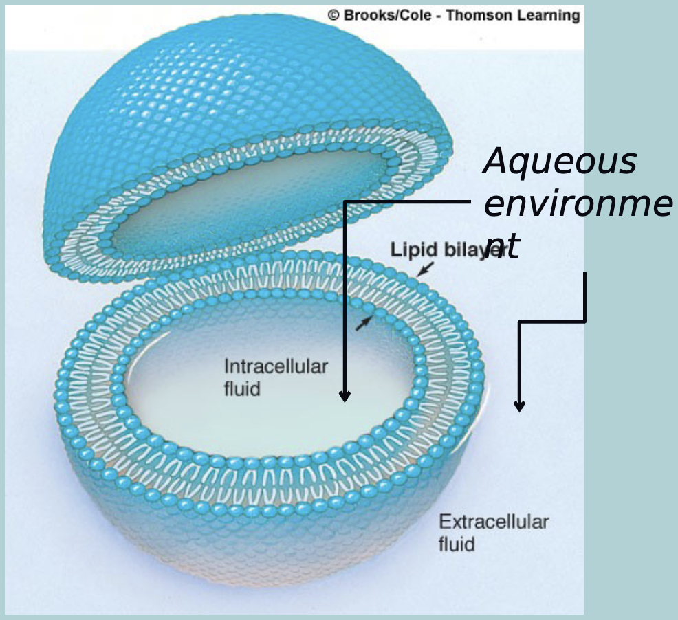 <p>Aqueous environments </p>