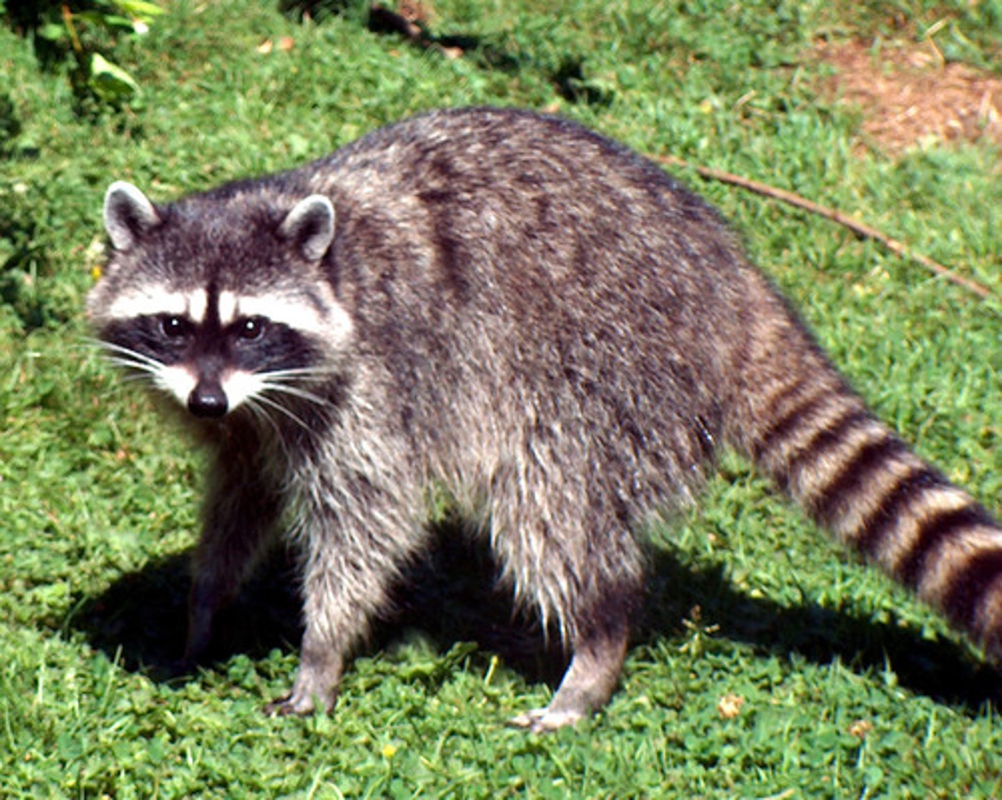 <p>racoon</p>