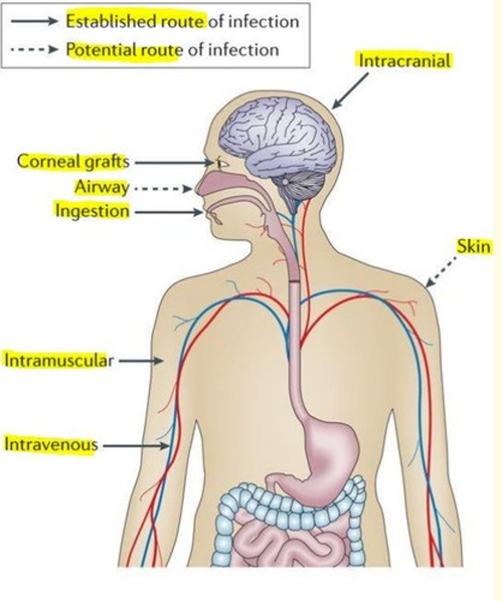 <p>Ingestion (kuru, v-CJD)</p><p>Iatrogenic</p><p>Corneal grafts</p><p>Dura mater grafts</p><p>Human derived growth injection hGH</p><p>Experimental transmission in animal models</p>