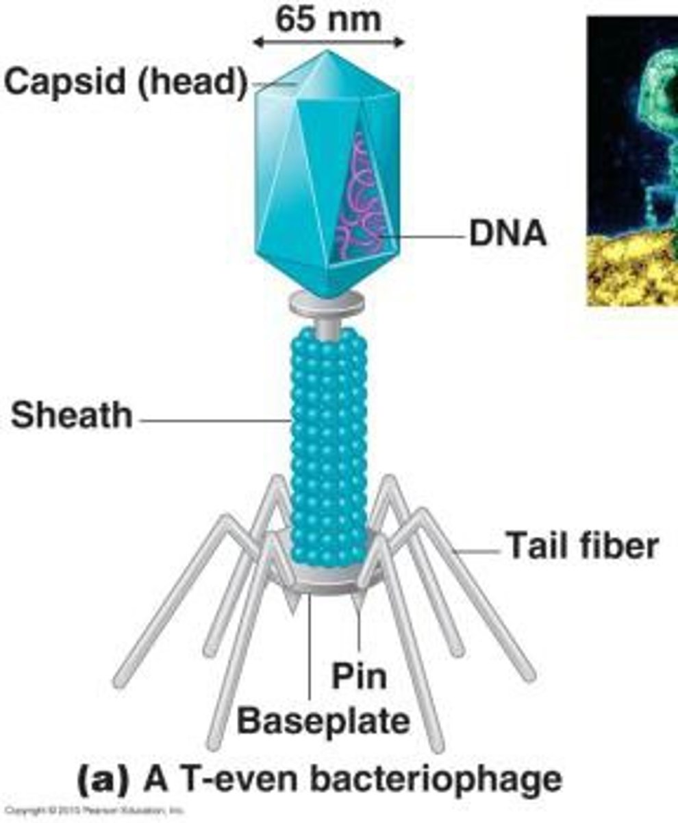 <p>polyhedral nucleocapsid; helical tail; attachment fibers</p>