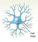 <p>-no axons</p><p>-dendrites come directly off cell body</p><p>→ interneurons</p>