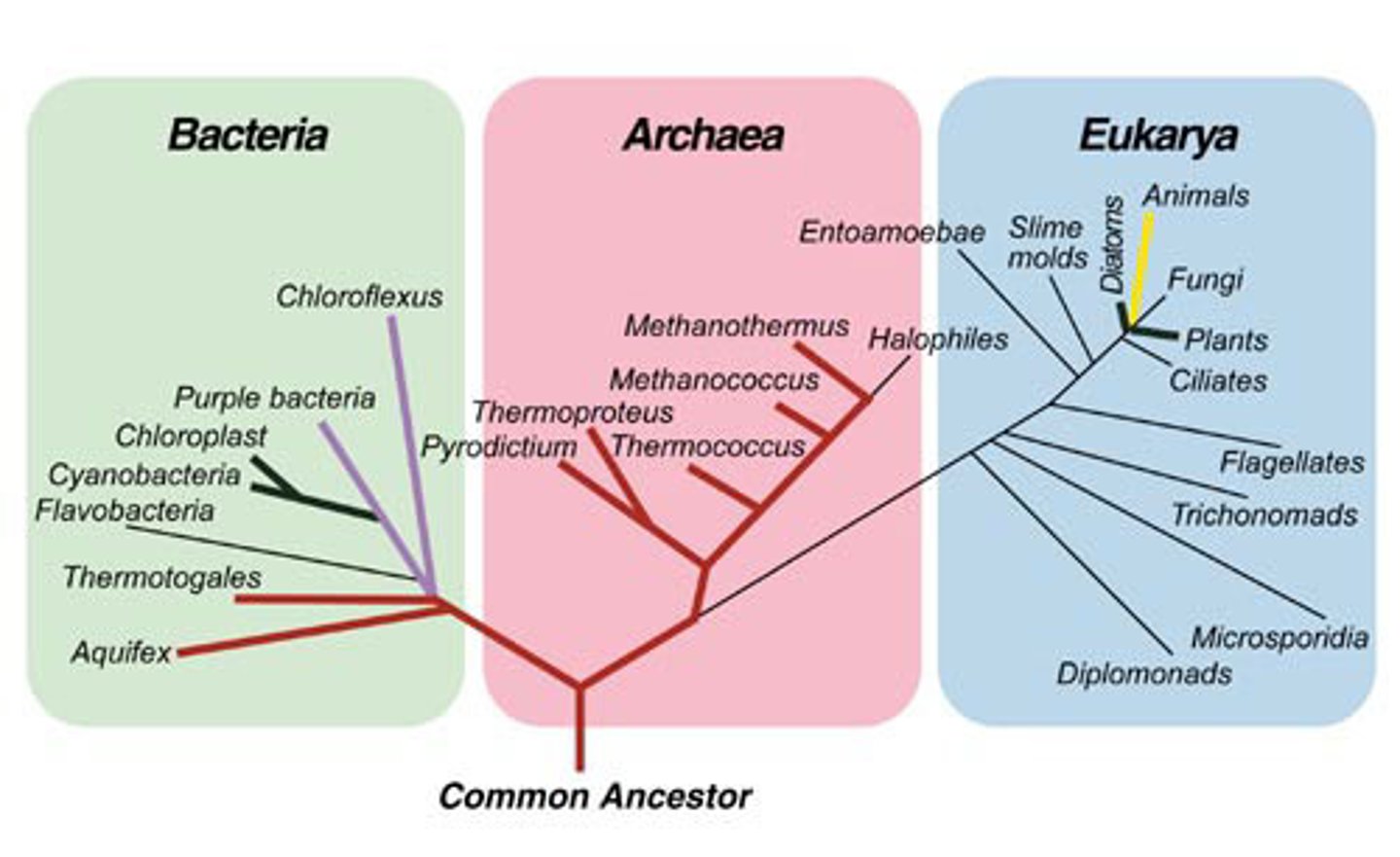 <p>branching diagram showing evolutionary relationships of organisms with a common ancestor</p>