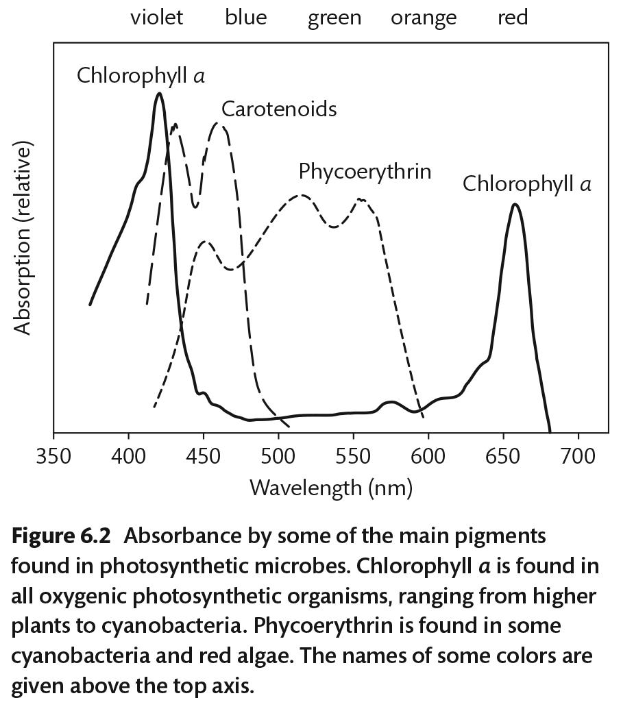 <ul><li><p>Phycoerythrin: green and orange</p></li><li><p>Carotenoids: blue</p></li></ul><p></p>