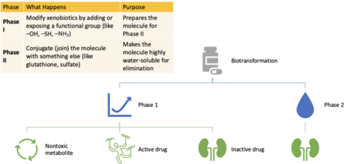 <p>- Modify xenobiotics by adding or exposing a functional group (like -OH, -SH, -NH₂)</p><p>- Prepares the molecule for Phase II</p>