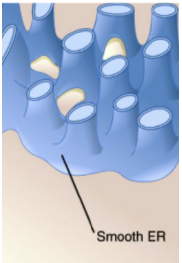 <p><span>Makes lipids and does not have ribosomes on the surface.</span></p>