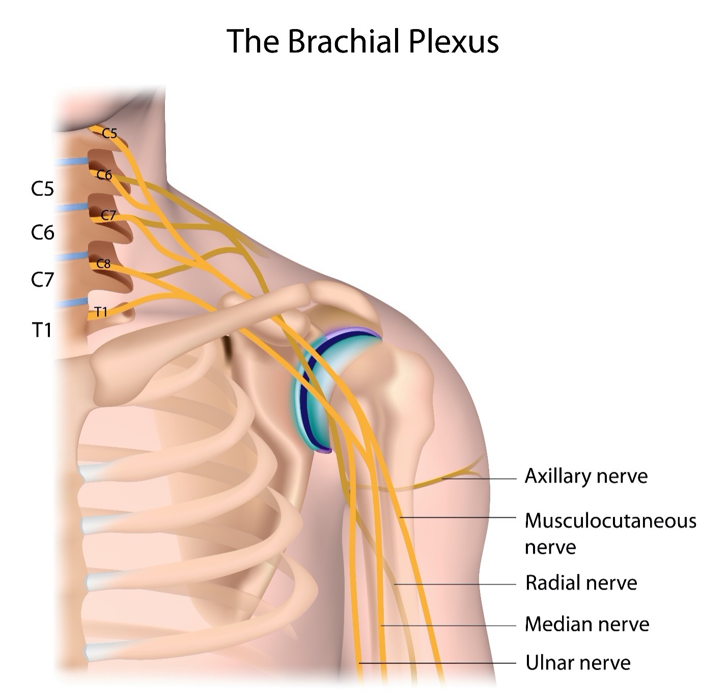 nerves in upper limb 