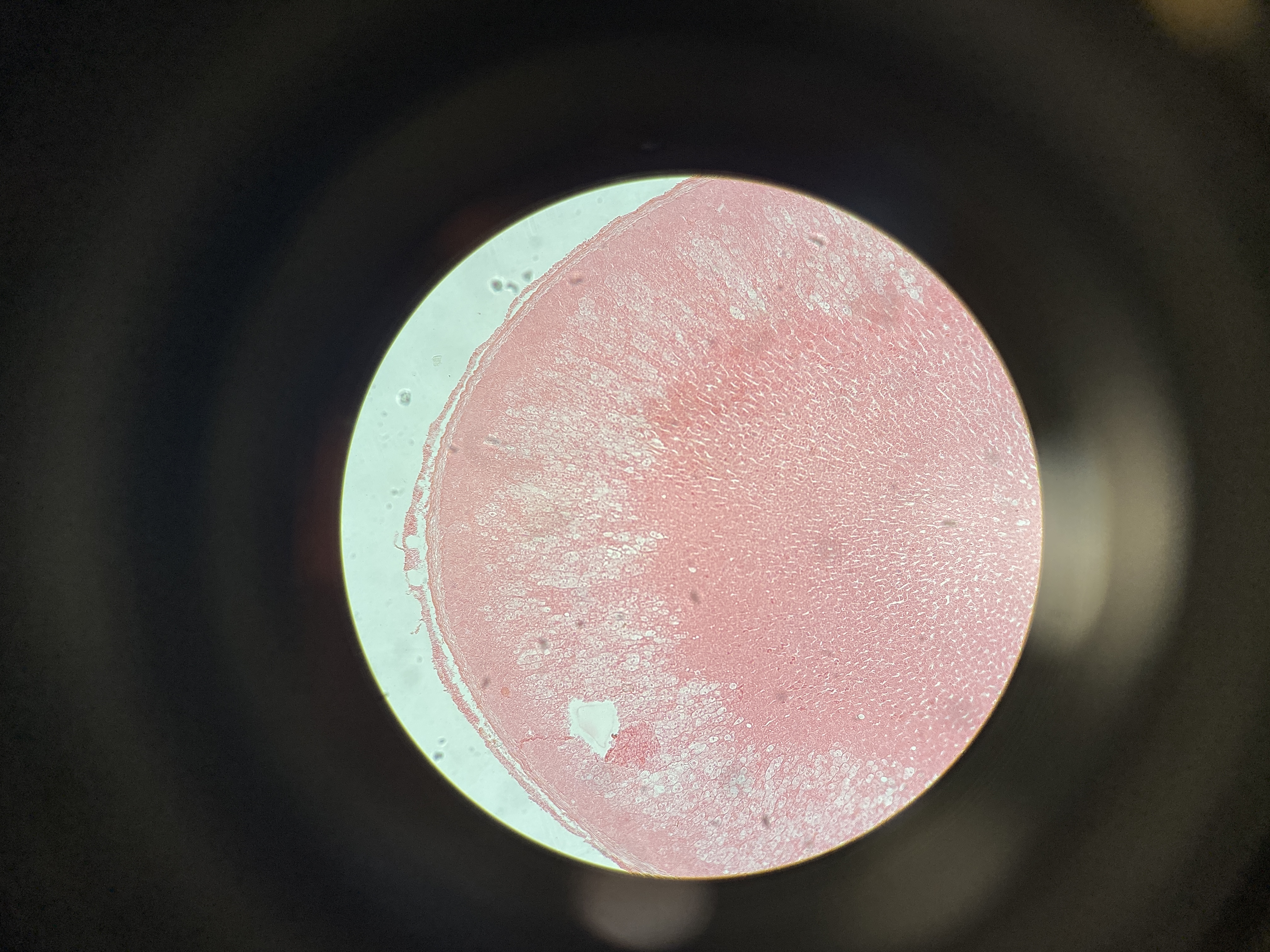 <p>Name the cell</p>