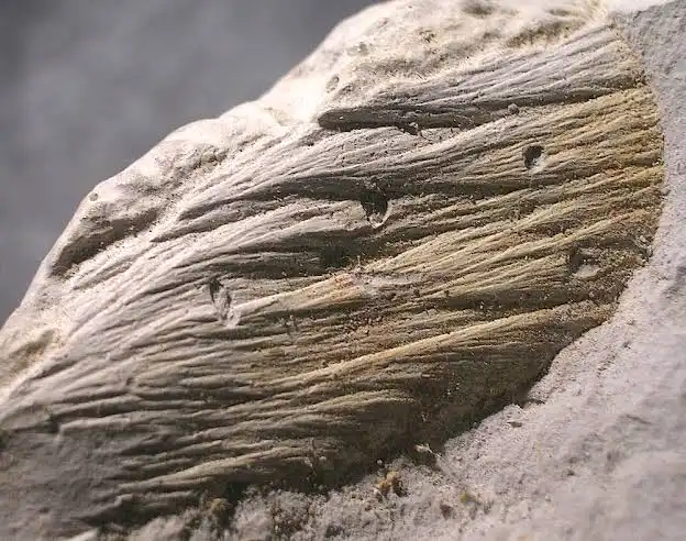 <p>Identify the metamorphic rock</p>