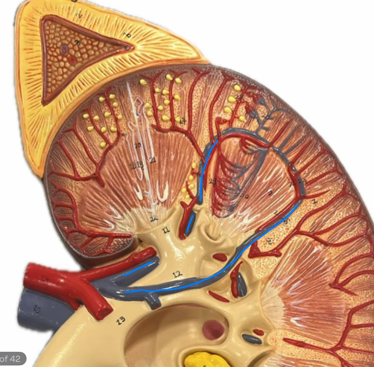knowt flashcard image
