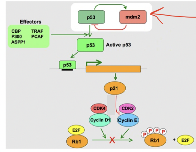 <ol><li><p>p53 fosforyleras → MDM2 kan ej inhibera p53 längre.</p></li><li><p>Aktivt p53 stimulerar transkription av p21.</p></li><li><p>p21 blocker cyklin E-CDK2-komplex → pRb fosforyleras ej → inget fritt 2EF → cellcykelarrest.</p></li></ol>
