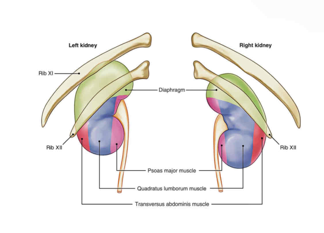<p>Which muscle does the following describe?</p><p><span>– Deepest layer of flat muscles of the anterolateral wall</span><br><span>– Lies lateral to each kidney</span></p>