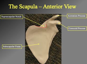 <p>we know its anteiorr ecause the processes stick out</p><p></p><ul><li><p>Suprascapular notch (allows way for suprascapular nerve to pass through</p><ul><li><p>triagngual knotch on the top</p></li></ul></li><li><p>Acromion process</p><ul><li><p>shoulder connection</p></li></ul></li><li><p>Corocoid process</p></li><li><p>Subscapular fosa</p></li><li><p></p></li></ul><p></p>