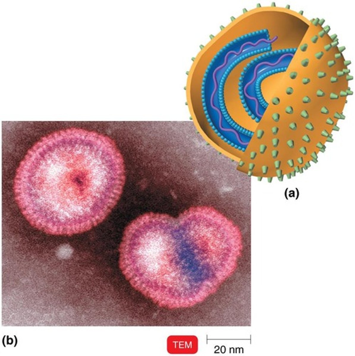 <p>Lipid layer surrounding some viruses.</p>