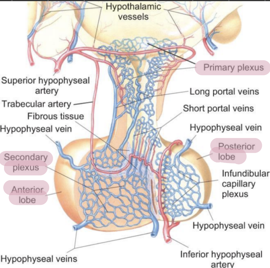 <p>hypothalamohypophyseal portal system </p>